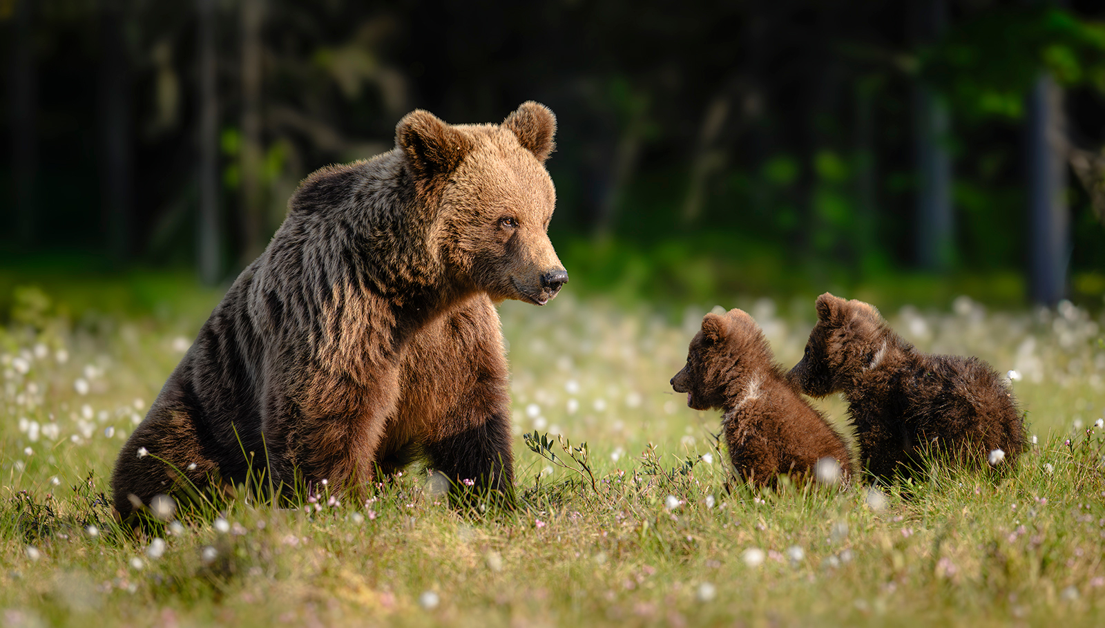 TODAYS LESSON IS STAY AWAY FROM THE HUMANS